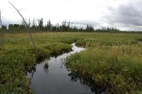 20101029 AWA News Release Weakened policy risks destroying thousands of hectares of Alberta wetlands.jpg